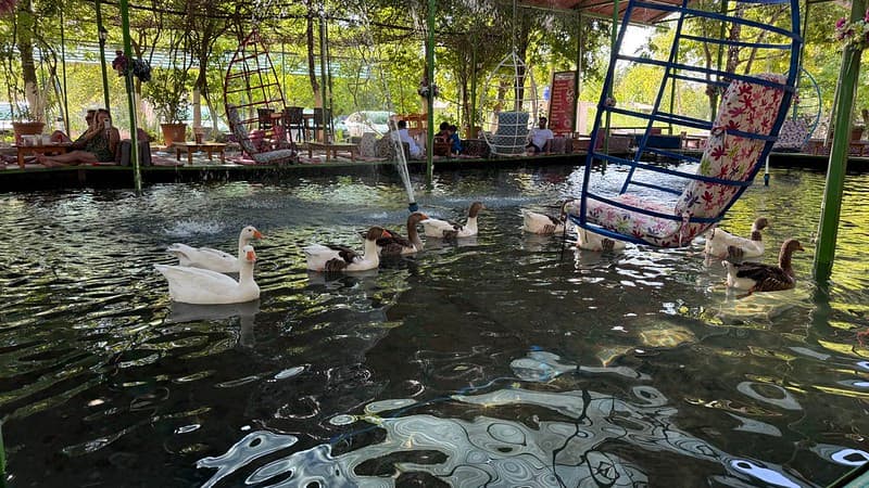 Greylag geese, swimming in water in a covered cafe