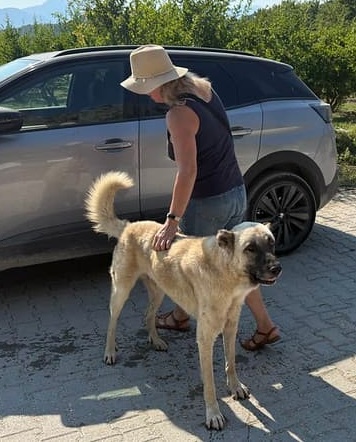 My friend stroke a huge dog it stands higher than her waste